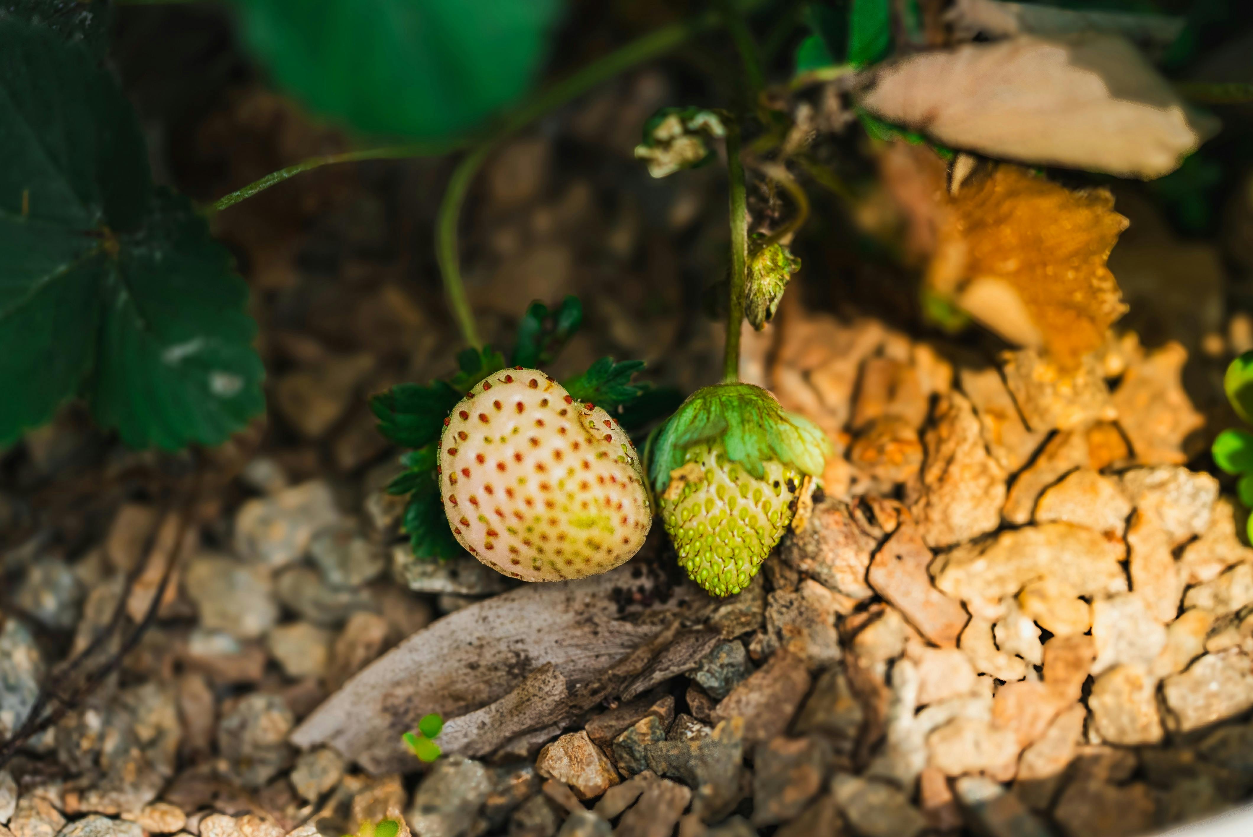 Organic vs. Conventional Gardening