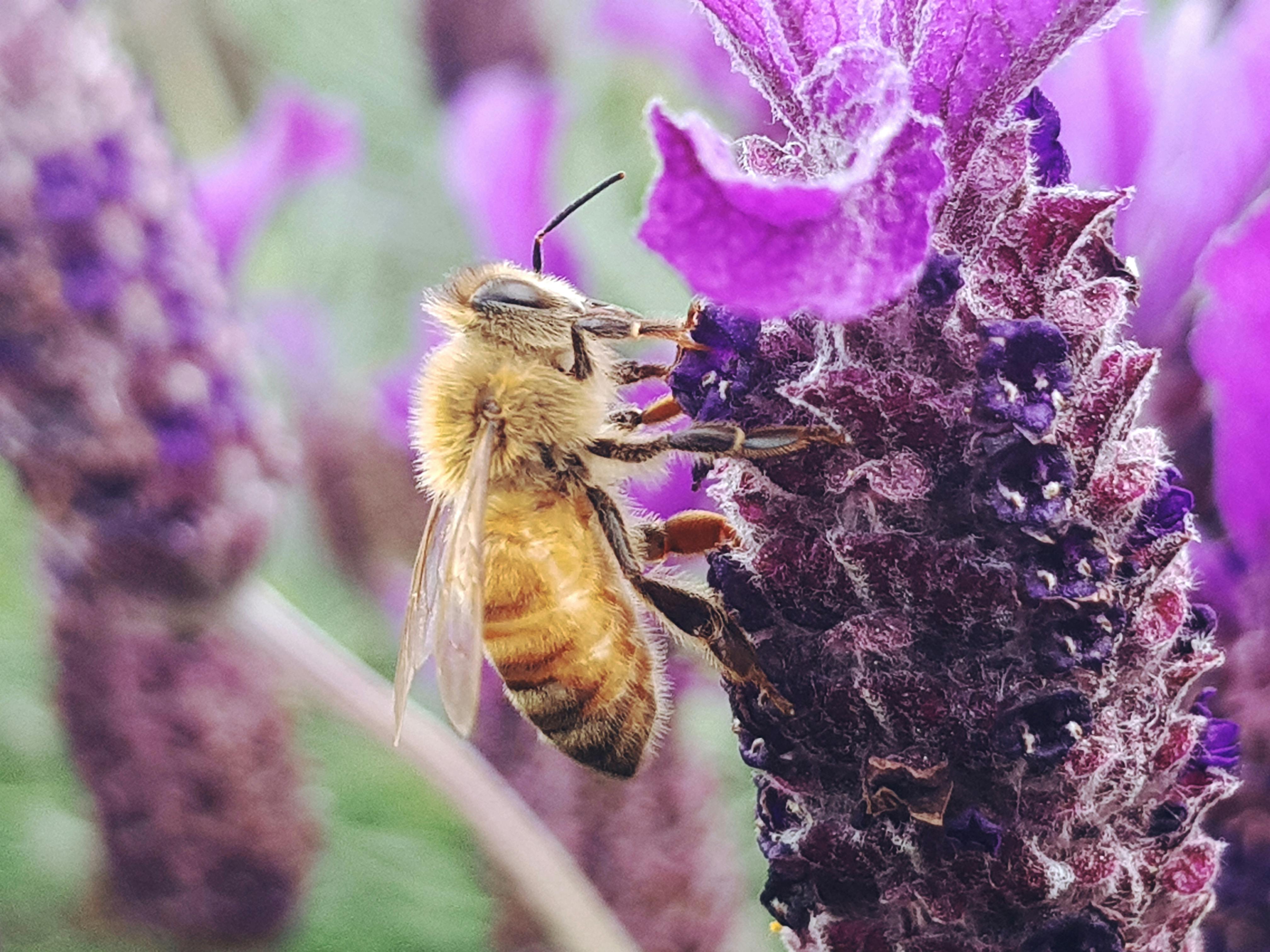 Attracting Pollinators